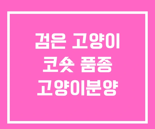 검은 고양이 코숏 품종 고양이분양