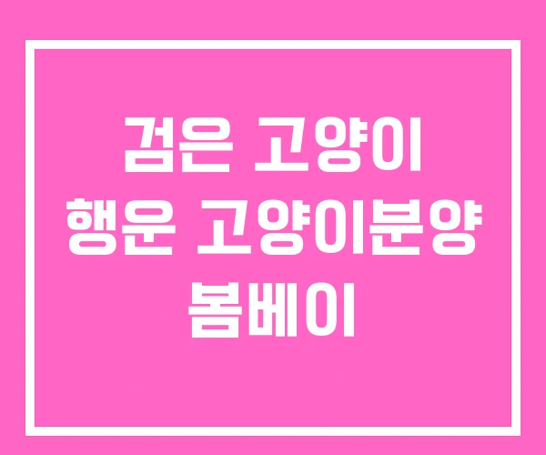 검은 고양이 행운 고양이분양 봄베이