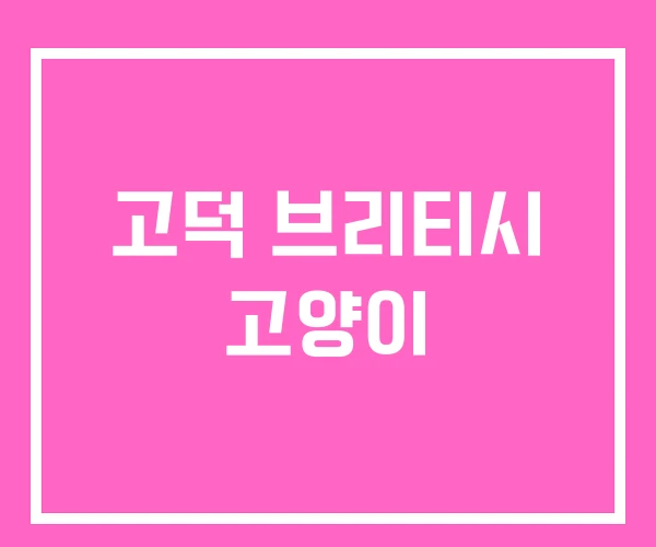 고덕 브리티시 고양이 고덕 브리티시 고양이