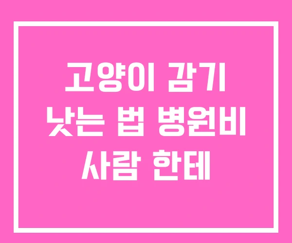 고양이 감기 낫는 법 병원비 사람 한테 고양이 감기 낫는 법 병원비 사람 한테