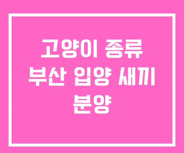 고양이 종류 부산 입양 새끼 분양