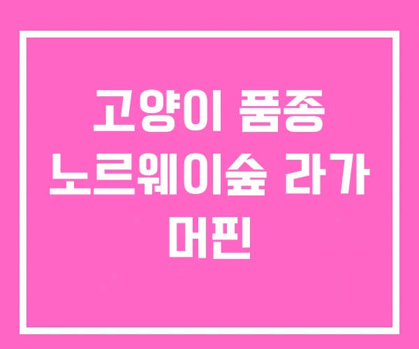 고양이 품종 노르웨이숲 라가 머핀