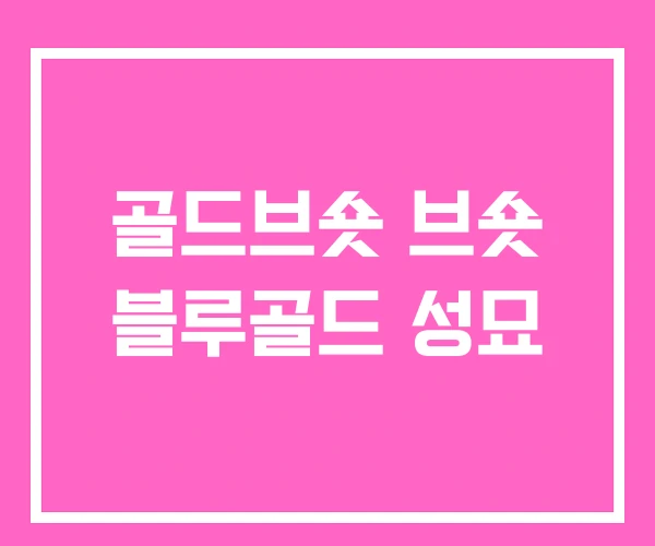 골드브숏 브숏 블루골드 성묘 골드브숏 브숏 블루골드 성묘