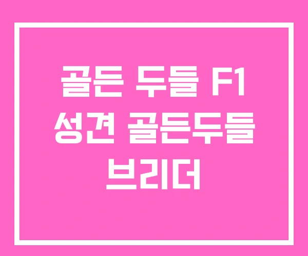 골든 두들 F1 성견 골든두들 브리더