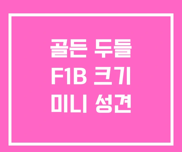 골든 두들 F1B 크기 미니 성견 골든 두들 F1B 크기 미니 성견