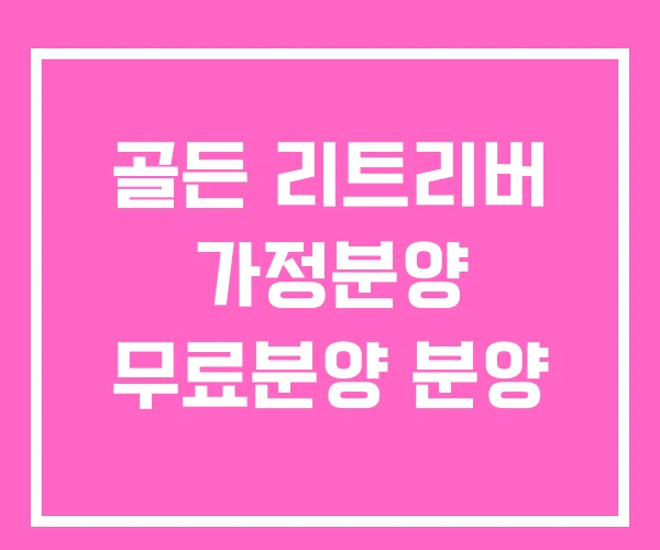 골든 리트리버 가정분양 무료분양 분양 골든 리트리버 가정분양 무료분양 분양