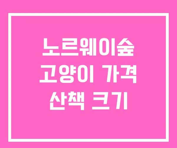 노르웨이숲 고양이 가격 산책 크기
