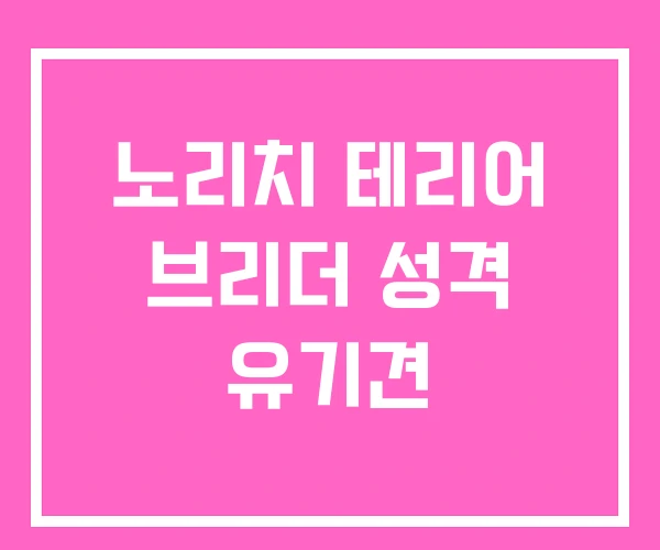 노리치 테리어 브리더 성격 유기견 노리치 테리어 브리더 성격 유기견