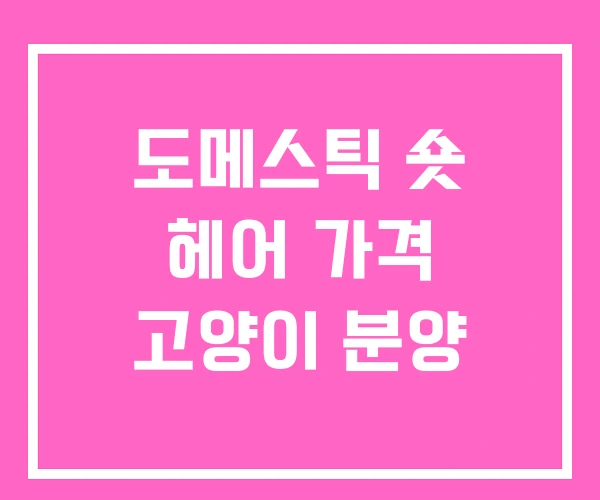 도메스틱 숏 헤어 가격 고양이 분양