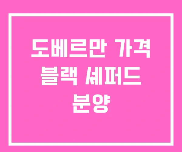 도베르만 가격 블랙 셰퍼드 분양