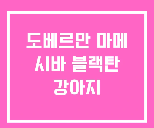 도베르만 마메 시바 블랙탄 강아지