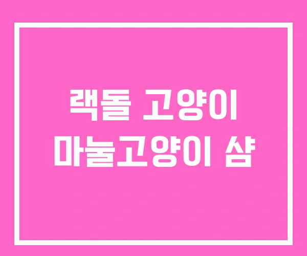 랙돌 고양이 마눌고양이 샴