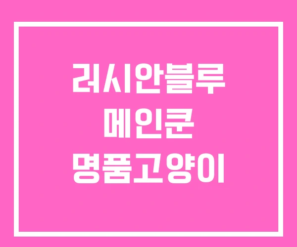 러시안블루 메인쿤 명품고양이