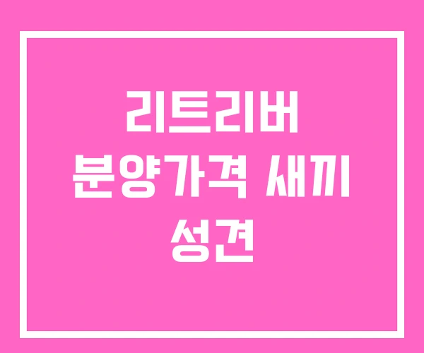 리트리버 분양가격 새끼 성견 리트리버 분양가격 새끼 성견