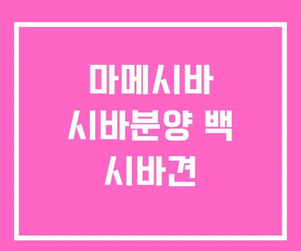 마메시바 시바분양 백 시바견