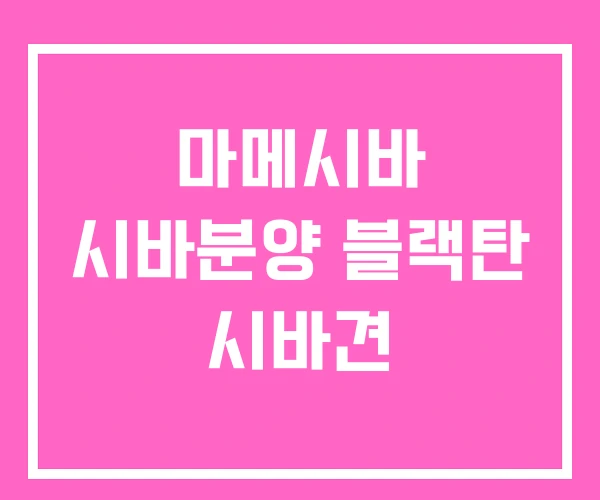 마메시바 시바분양 블랙탄 시바견