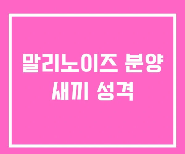 말리노이즈 분양 새끼 성격