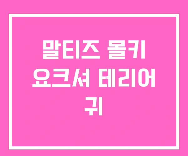 말티즈 몰키 요크셔 테리어 귀