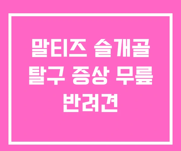 말티즈 슬개골 탈구 증상 무릎 반려견