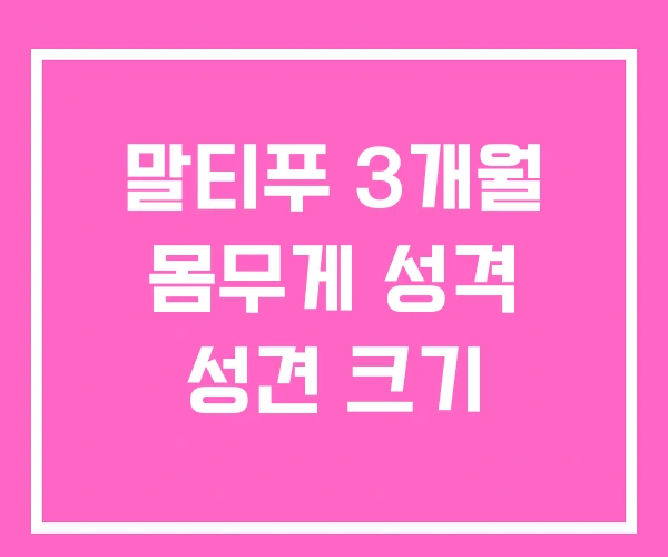 말티푸 3개월 몸무게 성격 성견 크기 말티푸 3개월 몸무게 성격 성견 크기