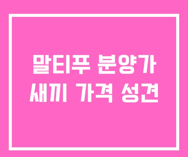말티푸 분양가 새끼 가격 성견