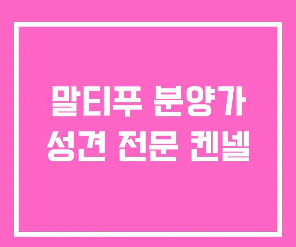 말티푸 분양가 성견 전문 켄넬 말티푸 분양가 성견 전문 켄넬