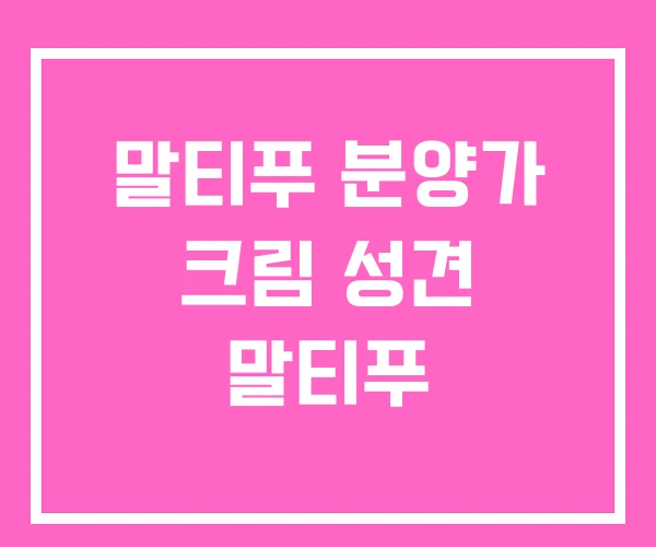 말티푸 분양가 크림 성견 말티푸 말티푸 분양가 크림 성견 말티푸