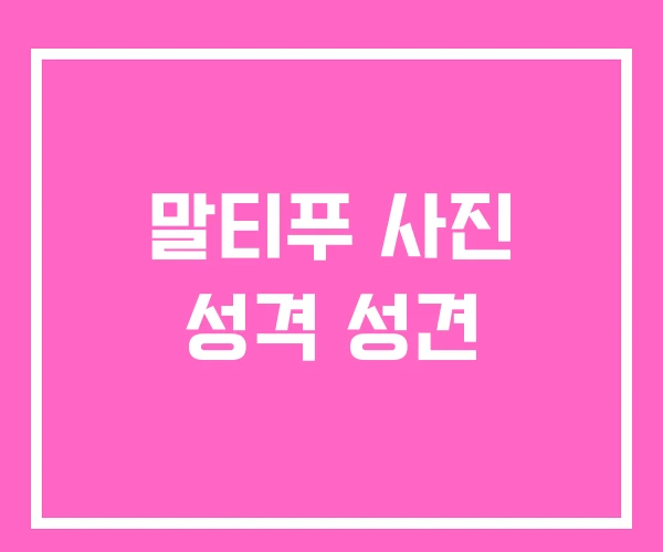 말티푸 사진 성격 성견 말티푸 사진 성격 성견