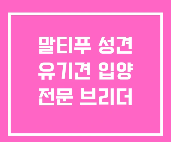 말티푸 성견 유기견 입양 전문 브리더