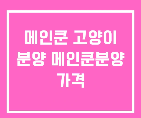 메인쿤 고양이 분양 메인쿤분양 가격