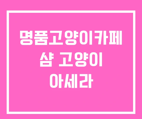 명품고양이카페 샴 고양이 아세라 명품고양이카페 샴 고양이 아세라