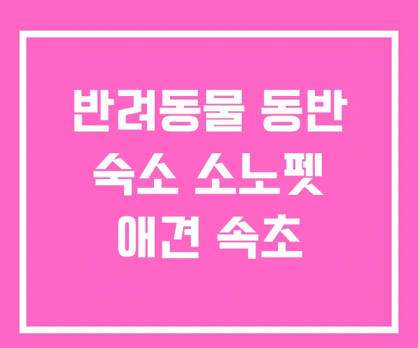 반려동물 동반 숙소 소노펫 애견 속초 반려동물 동반 숙소 소노펫 애견 속초