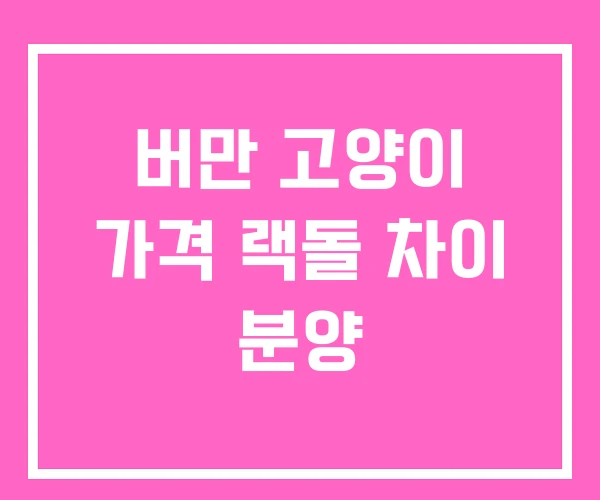 버만 고양이 가격 랙돌 차이 분양 버만 고양이 가격 랙돌 차이 분양