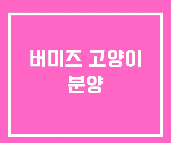 버미즈 고양이 분양 버미즈 고양이 분양