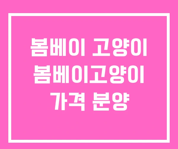봄베이 고양이 봄베이고양이 가격 분양