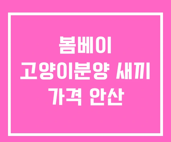 봄베이 고양이분양 새끼 가격 안산