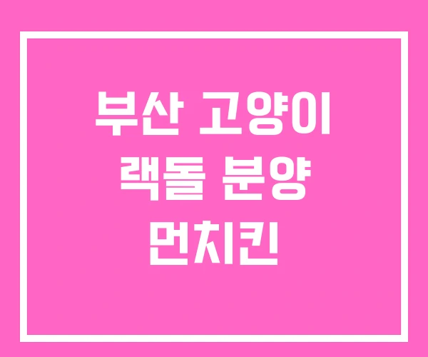 부산 고양이 랙돌 분양 먼치킨