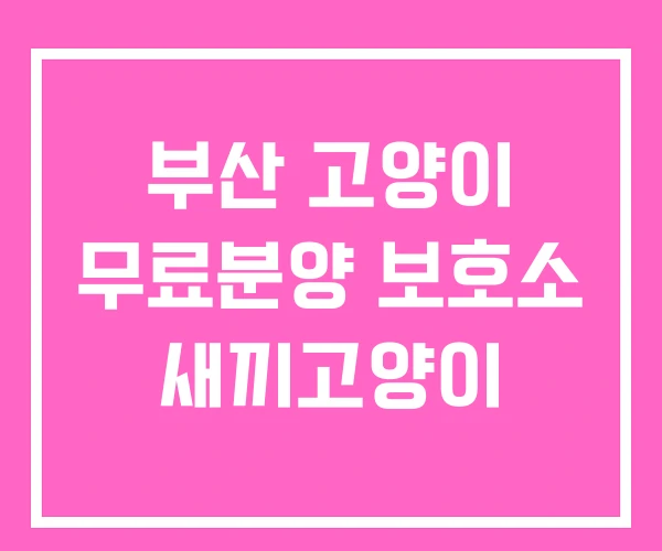 부산 고양이 무료분양 보호소 새끼고양이 부산 고양이 무료분양 보호소 새끼고양이