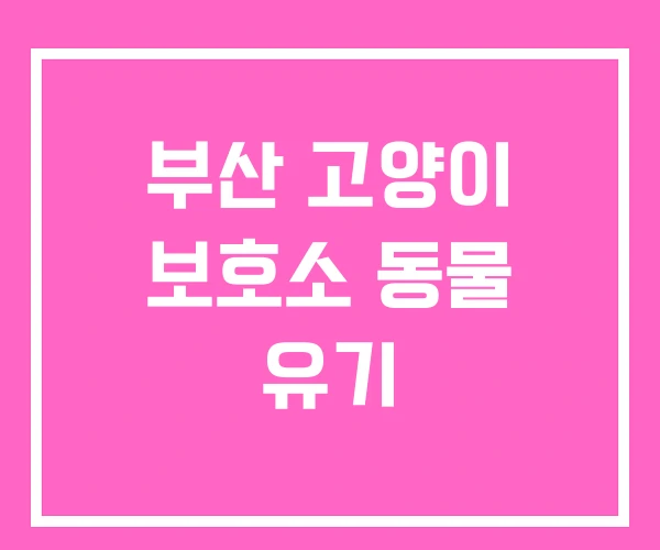 부산 고양이 보호소 동물 유기 부산 고양이 보호소 동물 유기