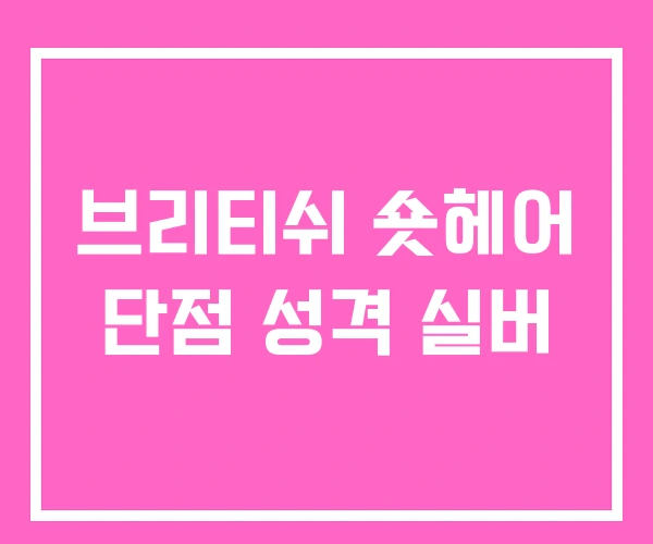 브리티쉬 숏헤어 단점 성격 실버