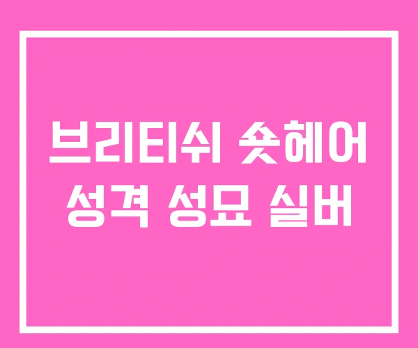 브리티쉬 숏헤어 성격 성묘 실버
