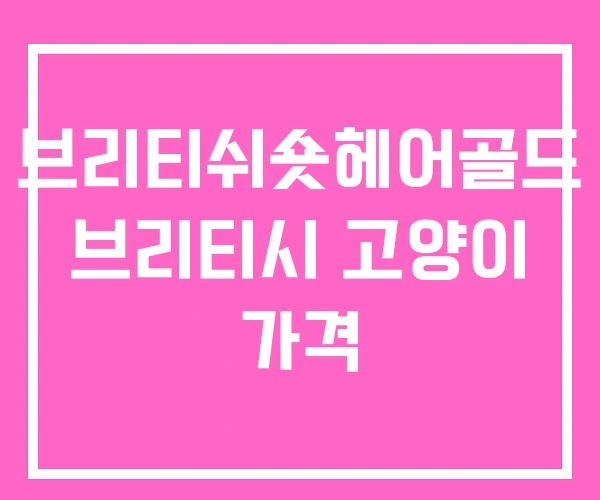 브리티쉬숏헤어골드 브리티시 고양이 가격