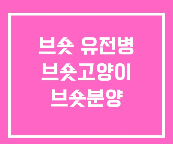 브숏 유전병 브숏고양이 브숏분양