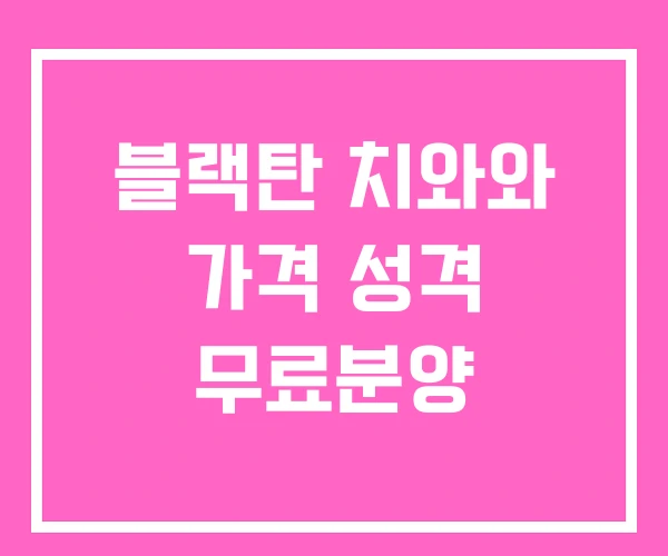 블랙탄 치와와 가격 성격 무료분양 블랙탄 치와와 가격 성격 무료분양