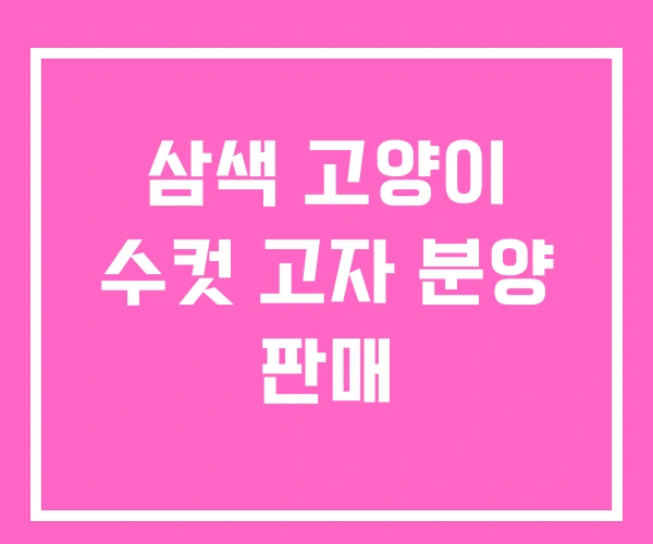 삼색 고양이 수컷 고자 분양 판매 삼색 고양이 수컷 고자 분양 판매