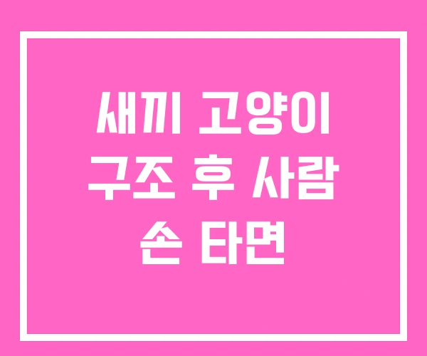 새끼 고양이 구조 후 사람 손 타면
