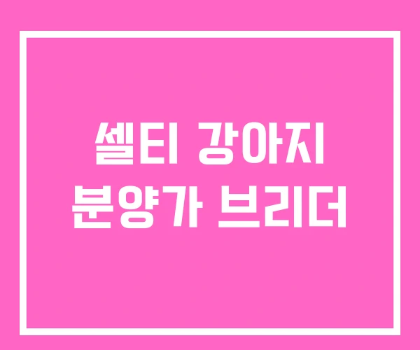 셀티 강아지 분양가 브리더