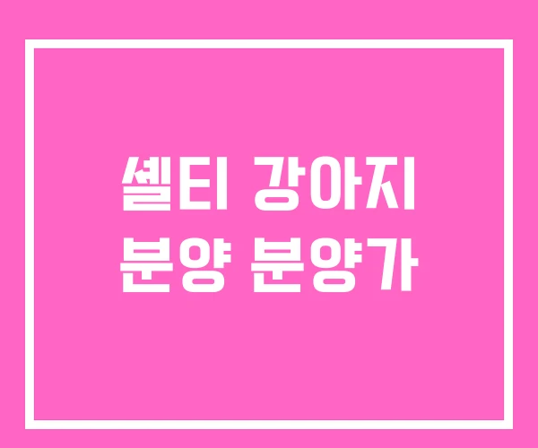 셸티 강아지 분양 분양가 셸티 강아지 분양 분양가