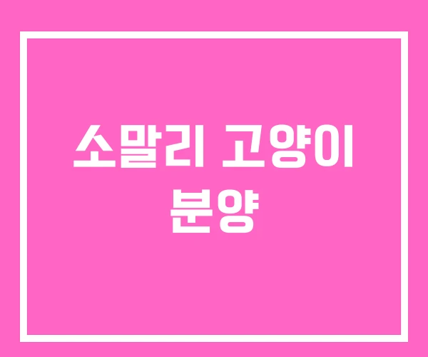 소말리 고양이 분양
