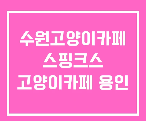 수원고양이카페 스핑크스 고양이카페 용인 수원고양이카페 스핑크스 고양이카페 용인